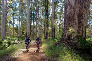 Two bicyclists riding on a trail through the forest
