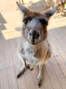 Baby kangaroo