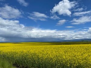 Scenic view of a green meadow