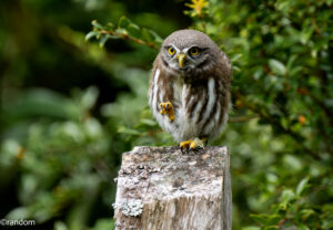 Closeup photo of an owl