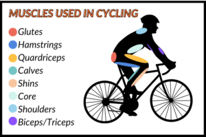 Chart of Muscles Used in Cycling: Glutes, Hamstrings, Quadriceps, Calves, Shins, Core, Shoulders, Biceps/Triceps