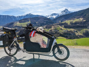 A dog in a bicycle carrier riding in the mountains.