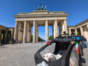 A dog in a bicycle carrier parked in front of a monument