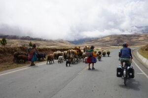 Two bicycle riders following a heard of cattle and sheep on a mountain trail